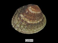 藏品(厚殼縱簾蛤)的圖片